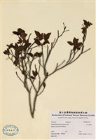 藏品(紅毛杜鵑)的圖片